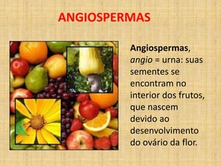 ANGIOSPERMAS 
Angiospermas, 
angio = urna: suas 
sementes se 
encontram no 
interior dos frutos, 
que nascem 
devido ao 
desenvolvimento 
do ovário da flor. 
 