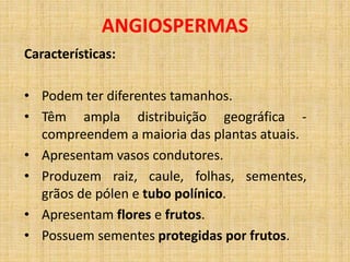 ANGIOSPERMAS 
Características: 
• Podem ter diferentes tamanhos. 
• Têm ampla distribuição geográfica - 
compreendem a maioria das plantas atuais. 
• Apresentam vasos condutores. 
• Produzem raiz, caule, folhas, sementes, 
grãos de pólen e tubo polínico. 
• Apresentam flores e frutos. 
• Possuem sementes protegidas por frutos. 
 