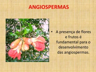 ANGIOSPERMAS 
• A presença de flores 
e frutos é 
fundamental para o 
desenvolvimento 
das angiospermas. 
 