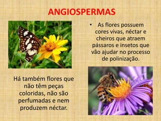 ANGIOSPERMAS 
• As flores possuem 
cores vivas, néctar e 
cheiros que atraem 
pássaros e insetos que 
vão ajudar no processo 
de polinização. 
Há também flores que 
não têm peças 
coloridas, não são 
perfumadas e nem 
produzem néctar. 
 