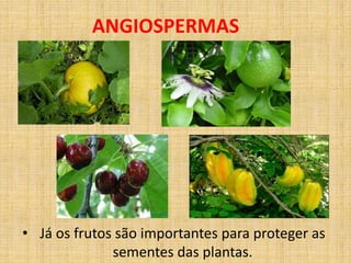 ANGIOSPERMAS 
• Já os frutos são importantes para proteger as 
sementes das plantas. 
 