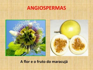 ANGIOSPERMAS 
A flor e o fruto do maracujá 
 
