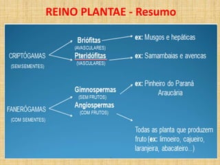 REINO PLANTAE - Resumo 
 