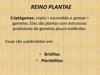 REINO PLANTAE 
Criptógamas: cripto = escondido e gamae = 
gametas. Elas são plantas com estruturas 
produtoras de gametas pouco evidentes. 
Essas são subdivididas em: 
• Briófitas 
• Pteridófitas 
 