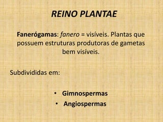 REINO PLANTAE 
Fanerógamas: fanero = visíveis. Plantas que 
possuem estruturas produtoras de gametas 
bem visíveis. 
Subdivididas em: 
• Gimnospermas 
• Angiospermas 
 