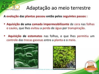 Adaptação ao meio terrestre
A evolução das plantas passou então pelos seguintes passos :
• Aquisição de uma camada impermeabilizante de cera nas folhas
e caules, que lhes evitou a perda de água por transpiração.
• Aquisição de estomatos nas folhas, o que lhes permitiu um
controle das trocas gasosas entre a planta e o meio.
http://upload.wikimedia.org/wikipedia/commons/thumb/0/09/Tomato_leaf_stomate_1-color.jpg/300px-Tomato_leaf_stomate_1-color.jpg
 