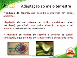 Adaptação ao meio terrestre
•Produção de esporos, que permitiu a dispersão em outros
ambientes.
•Aquisição de um sistema de tecidos condutores (feixes
vasculares), permitindo uma maior absorção de água e sais
minerais e assim um maior crescimento.
• Aquisição de tecidos de suporte a envolver os tecidos
condutores, o que permitiu um transporte mais eficiente de seivas.
http://upload.wikimedia.org/wikipedia/commons/1/1a/Esporangio_helecho.jpg
http://www.brasilescola.com/upload/e/metabolismo%20plantas.jpg
 