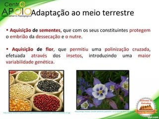 Adaptação ao meio terrestre
• Aquisição de sementes, que com os seus constituintes protegem
o embrião da dessecação e o nutre.
• Aquisição de flor, que permitiu uma polinização cruzada,
efetuada através dos insetos, introduzindo uma maior
variabilidade genética.
http://www.fetrafsul.org.br/2011/images/stories/noticias/aline/m_flores-e-sementes-17.jpg
http://bimg2.mlstatic.com/kit-sementes-jardineira-i-so-6-tipos-de-flores-60-sementes_MLB-F-222528731_7471.jpg
 