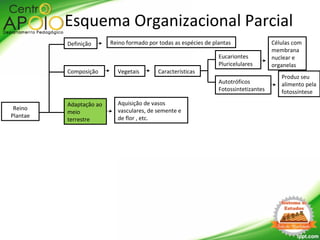 Reino
Plantae
Definição
Esquema Organizacional Parcial
Reino formado por todas as espécies de plantas
Adaptação ao
meio
terrestre
Aquisição de vasos
vasculares, de semente e
de flor , etc.
Composição Vegetais Características
Autotróficos
Fotossintetizantes
Eucariontes
Pluricelulares
Células com
membrana
nuclear e
organelas
Produz seu
alimento pela
fotossíntese
 
