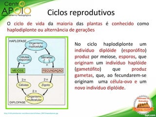 Ciclos reprodutivos
O ciclo de vida da maioria das plantas é conhecido como
haplodiplonte ou alternância de gerações
http://i196.photobucket.com/albums/aa14/Inibace_2007/Haplodiplonte.jpg
No ciclo haplodiplonte um
indivíduo diplóide (esporófito)
produz por meiose, esporos, que
originam um indivíduo haplóide
(gametófito) que produz
gametas, que, ao fecundarem-se
originam uma célula-ovo e um
novo indivíduo diplóide.
 