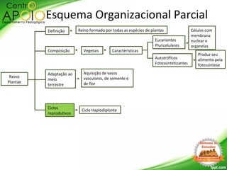 Reino
Plantae
Definição
Esquema Organizacional Parcial
Reino formado por todas as espécies de plantas
Adaptação ao
meio
terrestre
Aquisição de vasos
vasculares, de semente e
de flor
Ciclos
reprodutivos
Ciclo Haplodiplonte
Composição Vegetais Características
Autotróficos
Fotossintetizantes
Eucariontes
Pluricelulares
Células com
membrana
nuclear e
organelas
Produz seu
alimento pela
fotossíntese
 