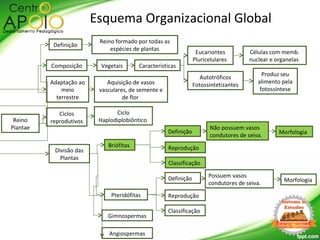 Reino
Plantae
Divisão das
Plantas
Pteridófitas
Briófitas
Definição
Esquema Organizacional Global
Reino formado por todas as
espécies de plantas
Adaptação ao
meio
terrestre
Aquisição de vasos
vasculares, de semente e
de flor
Gimnospermas
Ciclos
reprodutivos
Ciclo
Haplodiplobiôntico
Composição Vegetais Características
Autotróficos
Fotossintetizantes
Eucariontes
Pluricelulares
Células com memb.
nuclear e organelas
Produz seu
alimento pela
fotossíntese
Angiospermas
MorfologiaDefinição
Reprodução
Não possuem vasos
condutores de seiva.
Classificação
MorfologiaDefinição
Reprodução
Possuem vasos
condutores de seiva.
Classificação
 