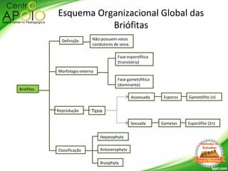 Briófitas
Morfologia externa
Definição
Classificação
Não possuem vasos
condutores de seiva.
Fase esporofítica
(transitória)
Fase gametofítica
(dominante)
Reprodução
Assexuada
Sexuada
Gametófito (n)
Esporófito (2n)
Esporos
Gametas
Hepatophyta
Antocerophyta
Bryophyta
Esquema Organizacional Global das
Briófitas
Tipos
 
