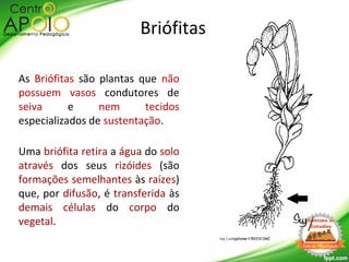 Briófitas
As Briófitas são plantas que não
possuem vasos condutores de
seiva e nem tecidos
especializados de sustentação.
Uma briófita retira a água do solo
através dos seus rizóides (são
formações semelhantes às raízes)
que, por difusão, é transferida às
demais células do corpo do
vegetal.
 
