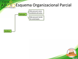 Briófitas
Definição
Não possuem vasos
condutores de seiva.
Esquema Organizacional Parcial
Não possuem tecido
de sustentação.
 