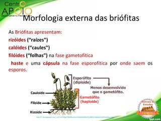 As Briófitas apresentam:
rizóides (“raízes”)
calóides (“caules”)
filóides (“folhas”) na fase gametofítica
haste e uma cápsula na fase esporofítica por onde saem os
esporos.
Morfologia externa das briófitas
http://1.bp.blogspot.com/_o1E1m5Y4tgE/S8xRNvUAcoI/AAAAAAAAAYk/NBQ1Fn8NlJ4/s320/briofitas3.jpg
 