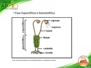 • Fase Esporofítica e Gametofítica
Fonte: http://www.brasilescola.com/biologia/briofitas.htm (adaptada por Ariene)
 