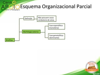 Briófitas
Morfologia externa
Definição Não possuem vasos
condutores de seiva.
Fase esporofítica
(transitória)
Fase gametofítica
(dominante)
Esquema Organizacional Parcial
 