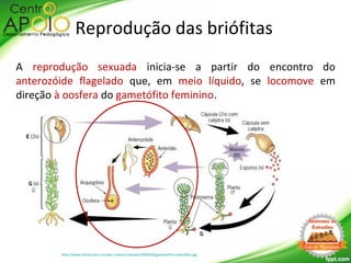 A reprodução sexuada inicia-se a partir do encontro do
anterozóide flagelado que, em meio líquido, se locomove em
direção à oosfera do gametófito feminino.
Reprodução das briófitas
http://www.infoescola.com/wp-content/uploads/2009/09/gametofito-esporofito.jpg
 