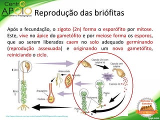 Após a fecundação, o zigoto (2n) forma o esporófito por mitose.
Este, vive no ápice do gametófito e por meiose forma os esporos,
que ao serem liberados caem no solo adequado germinando
(reprodução assexuada) e originando um novo gametófito,
reiniciando o ciclo.
Reprodução das briófitas
http://www.infoescola.com/wp-content/uploads/2009/09/gametofito-esporofito.jpg
 
