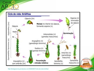 http://biologiacecmg.wordpress.com/2008/08/07/ciclo-de-vida-briofitas/
 