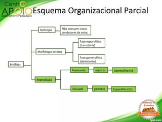 Briófitas
Morfologia externa
Definição Não possuem vasos
condutores de seiva.
Fase esporofítica
(transitória)
Fase gametofítica
(dominante)
Reprodução
Assexuada
Sexuada
esporos
gametas
Esquema Organizacional Parcial
Gametófito (n)
Esporófito (2n)
 