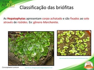 As Hepatophytas apresentam corpo achatado e são fixados ao solo
através de rizóides. Ex: gênero Marchantia.
http://ichn.iec.cat/bages/aquatic/Imatges%20grans/c12.htmConocephalum conicum
Classificação das briófitas
http://enfo.agt.bme.hu/drupal/sites/default/files/Ricciocarpus.jpg
 
