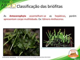 As Antocerophyta assemelham-se as hepáticas, porém
apresentam corpo multilobado. Ex: Gênero Anthoceros.
Anthoceros caucasicus http://www.azoresbioportal.angra.uac.pt/listagens.php?lang=en&sstr=3&id=C00436
Classificação das briófitas
http://www4.nau.edu/biology/bio182/phylum_anthocerophyta_files/image004.jpg
 