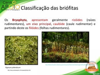 Os Bryophyta, apresentam geralmente rizóides (raízes
rudimentares), um eixo principal, caulóide (caule rudimentar) e
partindo deste os filóides (folhas rudimentares).
http://www.andrewspink.nl/mosses/photos.htm
Hypnum jutlandicum
Classificação das briófitas
http://www.educadores.diaadia.pr.gov.br/arquivos/File/tvmultimidia/imagens/2011/biologia/5musgos.jpg
 