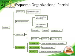 Briófitas
Morfologia externa
Definição
Classificação
Não possuem vasos
condutores de seiva.
Fase esporofítica
(transitória)
Fase gametofítica
(dominante)
Reprodução
Assexuada
Sexuada
esporos
gametas
Esquema Organizacional Parcial
Hepatophyta
Antocerophyta
Bryophyta
Corpo achatado, presença de rizóides.
Corpo mutilobado.
Corpo com rizoíde, calóide e filóide.
Gametófito (n)
Esporófito (2n)
 