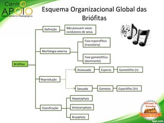 Briófitas
Morfologia externa
Definição
Classificação
Não possuem vasos
condutores de seiva.
Fase esporofítica
(transitória)
Fase gametofítica
(dominante)
Reprodução
Assexuada
Sexuada
Gametófito (n)
Esporófito (2n)
Esporos
Gametas
Hepatophyta
Antocerophyta
Bryophyta
Esquema Organizacional Global das
Briófitas
 