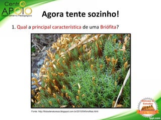 Agora tente sozinho!
1. Qual a principal característica de uma Briófita?
Fonte: http://fotosdenatureza.blogspot.com.br/2010/04/briofitas.html
 