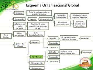 Reino
Plantae
Divisão das
Plantas
Pteridófitas
Briófitas
Definição
Esquema Organizacional Global
Reino formado por todas as
espécies de plantas
Adaptação ao
meio
terrestre
Aquisição de vasos
vasculares, de semente e
de flor
Gimnospermas
Ciclos
reprodutivos
Ciclo
Haplodiplobiôntico
Composição Vegetais Características
Autotróficos
Fotossintetizantes
Eucariontes
Pluricelulares
Células com memb.
nuclear e organelas
Produz seu
alimento pela
fotossíntese
Angiospermas
MorfologiaDefinição
Reprodução
Não possuem vasos
condutores de seiva.
Classificação
MorfologiaDefinição
Reprodução
Possuem vasos
condutores de seiva.
Classificação
 