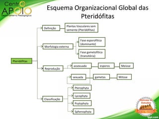 Pteridófitas
Morfologia externa
Definição
Reprodução
Classificação
Plantas Vasculares sem
semente (Pteridófitas)
Fase esporofítica
(dominante)
Fase gametofítica
(transitória)
Esquema Organizacional Global das
Pteridófitas
Meiose
Mitose
esporos
gametas
assexuada
sexuada
Lycophyta
Psylophyta
Sphenophyta
Pterophyta
 