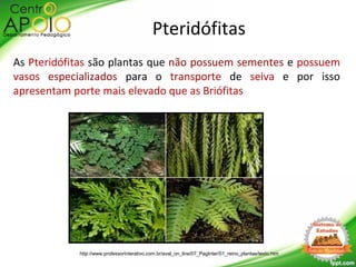 As Pteridófitas são plantas que não possuem sementes e possuem
vasos especializados para o transporte de seiva e por isso
apresentam porte mais elevado que as Briófitas
Pteridófitas
http://www.professorinterativo.com.br/aval_on_line/07_PagInter/01_reino_plantae/texto.htm
 