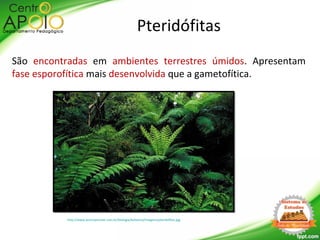 São encontradas em ambientes terrestres úmidos. Apresentam
fase esporofítica mais desenvolvida que a gametofítica.
Pteridófitas
http://www.acervoescolar.com.br/biologia/botanica/imagens/pteridofitas.jpg
 