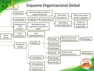 Reino
Plantae
Divisão das
Plantas
Pteridófitas
Briófitas
Definição
Esquema Organizacional Global
Reino formado por todas as
espécies de plantas
Adaptação ao
meio
terrestre
Aquisição de vasos
vasculares, de semente e
de flor
Gimnospermas
Ciclos
reprodutivos
Ciclo
Haplodiplobiôntico
Composição Vegetais Características
Autotróficos
Fotossintetizantes
Eucariontes
Pluricelulares
Células com memb.
nuclear e organelas
Produz seu
alimento pela
fotossíntese
Angiospermas
MorfologiaDefinição
Reprodução
Não possuem vasos
condutores de seiva.
Classificação
MorfologiaDefinição
Reprodução
Possuem vasos
condutores de seiva.
Classificação
 