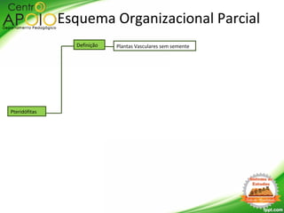 Definição
Esquema Organizacional Parcial
Plantas Vasculares sem semente
Pteridófitas
 