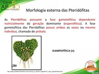 As Pteridófitas possuem a fase gametofítica dependente
nutricialmente da geração dominante (esporofítica). A fase
gametofítica das Pteridófitas possui ambos os sexos no mesmo
indivíduo, chamado de prótalo.
Morfologia externa das Pteridófitas
GAMETOFÍTICA (n)
http://www.professorinterativo.com.br/aval_on_line/07_PagInter/01_reino_plantae/texto.htm
 