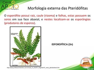 O esporófito possui raiz, caule (rizoma) e folhas, estas possuem os
soros em sua face abaxial, e nestes localizam-se os esporângios
(produtores de esporos).
Morfologia externa das Pteridófitas
ESPOROFÍTICA (2n)
http://www.professorinterativo.com.br/aval_on_line/07_PagInter/01_reino_plantae/texto.htm
 