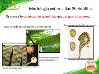 Os soros são conjuntos de esporângio que abrigam os esporos.
Morfologia externa das Pteridófitas
Soros na parte abaxial das folhas de Pteridófita.
http://www.biologados.com.br/botanica/ta
xonomia_vegetal/divisao_pterophyta_sam
ambaias_avencas_pteridofita.htm
Esporângio contendo os esporos.
http://4.bp.blogspot.com/_IDVc1mq-sP0/TVAMESSxvgI/AAAAAAAAAQI/oJ-
tqMvu4HU/s1600/esporangios+fetos.jpg
http://farm6.static.flickr.com/5100/5448769936_367747d4cf.jpg
 