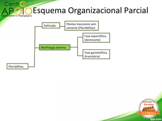 Pteridófitas
Morfologia externa
Definição
Fase esporofítica
(dominante)
Fase gametofítica
(transitória)
Esquema Organizacional Parcial
Plantas Vasculares sem
semente (Pteridófitas)
 