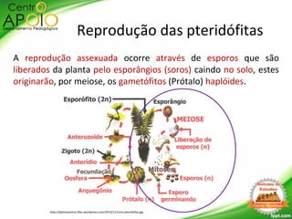 A reprodução assexuada ocorre através de esporos que são
liberados da planta pelo esporângios (soros) caindo no solo, estes
originarão, por meiose, os gametófitos (Prótalo) haplóides.
Reprodução das pteridófitas
http://djalmasantos.files.wordpress.com/2010/11/ciclo-pteridofita.jpg
 