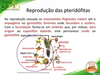 Na reprodução sexuada os anterozóides flagelados nadam até o
arquegônio no gametófito feminino onde fecundam a oosfera.
Com a fecundação forma-se um embrião que, por mitose, dará
origem ao esporófito diploide, este permanece unido ao
gametófito nutrindo-se dele.
Reprodução das pteridófitas
http://djalmasantos.files.wordpress.com/2010/11/ciclo-pteridofita.jpg
 