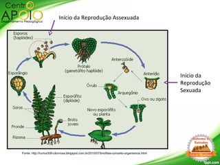 Fonte: http://turma308-cilonrosa.blogspot.com.br/2010/07/briofitas-conceito-organismos.html
Início da Reprodução Assexuada
Início da
Reprodução
Sexuada
 