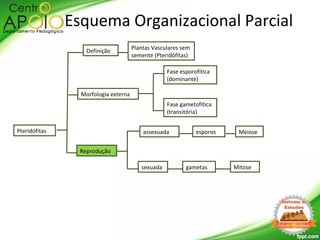 Pteridófitas
Morfologia externa
Definição
Reprodução
Fase esporofítica
(dominante)
Fase gametofítica
(transitória)
Esquema Organizacional Parcial
Meiose
Mitose
esporos
gametas
assexuada
sexuada
Plantas Vasculares sem
semente (Pteridófitas)
 
