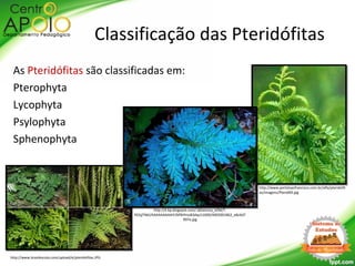 As Pteridófitas são classificadas em:
Pterophyta
Lycophyta
Psylophyta
Sphenophyta
Classificação das Pteridófitas
http://www.brasilescola.com/upload/e/pteridofitas.JPG
http://4.bp.blogspot.com/-QOaimUy_kZM/T-
RS5jjTN6I/AAAAAAAAAiY/bf9hfmoB3dw/s1600/4005001862_e8c6d7
997e.jpg
http://www.portalsaofrancisco.com.br/alfa/pteridofit
as/imagens/Pterid69.jpg
 