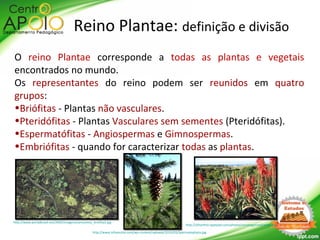 Reino Plantae: definição e divisão
O reino Plantae corresponde a todas as plantas e vegetais
encontrados no mundo.
Os representantes do reino podem ser reunidos em quatro
grupos:
•Briófitas - Plantas não vasculares.
•Pteridófitas - Plantas Vasculares sem sementes (Pteridófitas).
•Espermatófitas - Angiospermas e Gimnospermas.
•Embriófitas - quando for caracterizar todas as plantas.
http://www.infoescola.com/wp-content/uploads/2010/03/Spermatophyta.jpg
http://olharfeliz.typepad.com/photos/uncategorized/aloes.jpg
http://www.portalbrasil.net/2005/imagens/seresvivos_briofita2.jpg
 