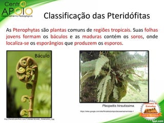 Pleopeltis hirsutissima.
As Pterophytas são plantas comuns de regiões tropicais. Suas folhas
jovens formam os báculos e as maduras contém os soros, onde
localiza-se os esporângios que produzem os esporos.
https://sites.google.com/site/florasbs/polypodiaceae/samambaia-1
Classificação das Pteridófitas
http://farm8.staticflickr.com/7198/6827853680_702b816094_z.jpg
Báculo
 