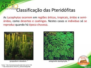 As Lycophytas ocorrem em regiões árticas, tropicais, áridas e semi-
áridas, como desertos e caatingas. Nestes casos o individuo só se
reproduz quando há época chuvosa.
lycopodium clavatum. * selaginella lepidophylla. **
Fonte: * http://nonsoloomeopatia.altervista.org/?p=100
** http://www.elicriso.it/it/come_coltivare/selaginella
Classificação das Pteridófitas
 